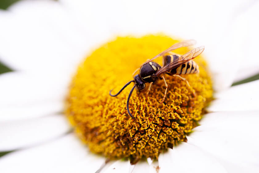 Comment s’effectue le cycle de vie des abeilles domestiques et où vivent-elles